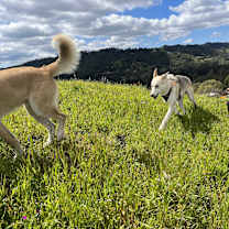 Thumbnail photo of Sage #3
