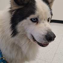 Thumbnail photo of ACE #1