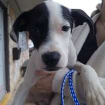 Thumbnail photo of Dexter #1