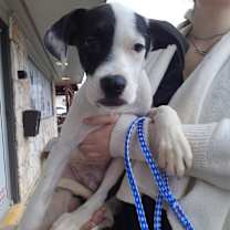 Thumbnail photo of Dexter #2