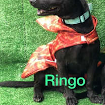 Thumbnail photo of Ringo #1