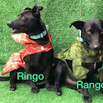 Thumbnail photo of Ringo #3