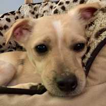 Thumbnail photo of Adorable Tom #1