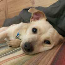 Thumbnail photo of Adorable Brady #1