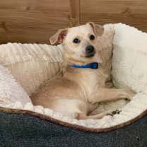 Thumbnail photo of Adorable Brady #2