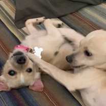 Thumbnail photo of Adorable Brady #3