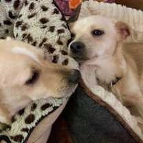 Thumbnail photo of Adorable Brady #4