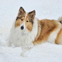 Thumbnail photo of Kip #1