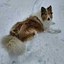 Thumbnail photo of Kip #2