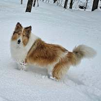 Thumbnail photo of Kip #3