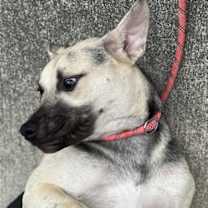 Thumbnail photo of Piper #4