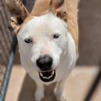 Thumbnail photo of Bouncy #4