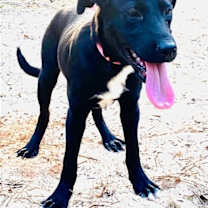 Thumbnail photo of Cassie #3