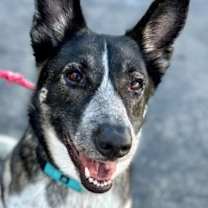 Thumbnail photo of Cleo - Adopt Me! #1
