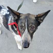 Thumbnail photo of Cleo - Adopt Me! #3