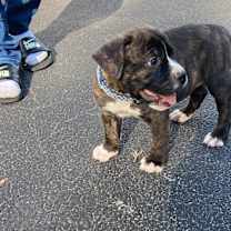 Thumbnail photo of Ace #2