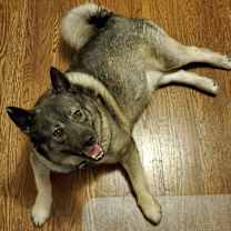 Thumbnail photo of Bosco #2