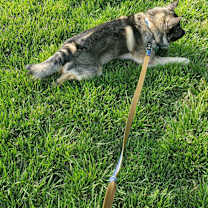 Thumbnail photo of Bosco #3