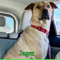 Thumbnail photo of Rabbit/Jager #2