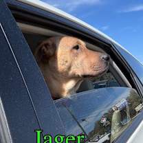 Thumbnail photo of Rabbit/Jager #3