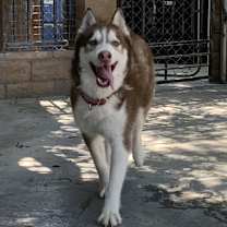 Thumbnail photo of Handsome Hachi #3