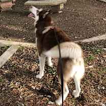 Thumbnail photo of Handsome Hachi #4