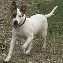 Thumbnail photo of Gipsy #1
