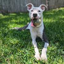 Thumbnail photo of Clover #1