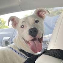 Thumbnail photo of Clover #2