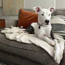 Thumbnail photo of Clover #3