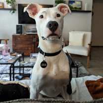 Thumbnail photo of Clover #4