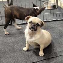 Thumbnail photo of Nim #1