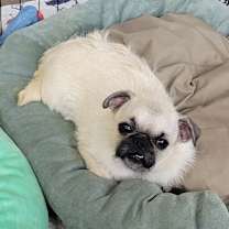 Thumbnail photo of Nim #2
