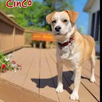 Thumbnail photo of Cinco #3