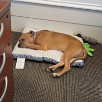 Thumbnail photo of Scooby #1