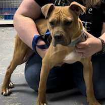 Thumbnail photo of Scooby #2