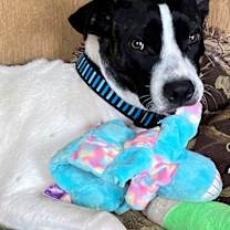 Thumbnail photo of Brutus #1