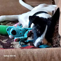 Thumbnail photo of Brutus #2