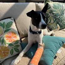 Thumbnail photo of Brutus #3