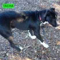 Thumbnail photo of Tacha #1