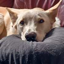 Thumbnail photo of Rex #2