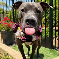 Thumbnail photo of Jada #1