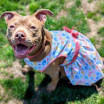 Thumbnail photo of Penny #2