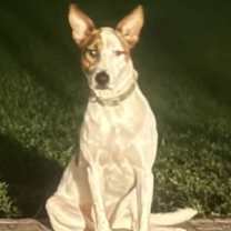 Thumbnail photo of Gipsy #2