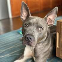 Thumbnail photo of Benny #4