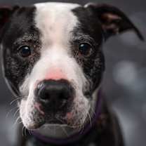 Thumbnail photo of George #3