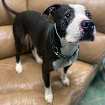 Thumbnail photo of George #4