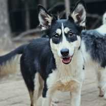 Thumbnail photo of Pickle #1