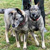 Thumbnail photo of Freida and Dallen #1