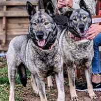 Thumbnail photo of Freida and Dallen #2